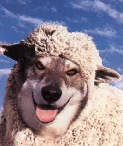 wolves in sheeps clothing