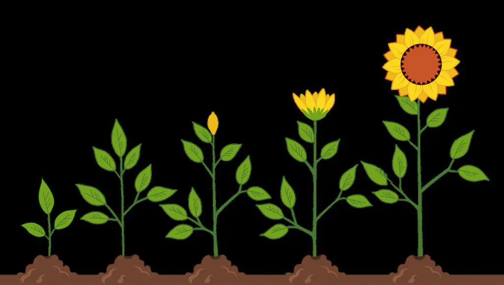 Ciclo de vida de un sistema: fases, modelos y claves para gestionarlo con éxito 1 ciclo de vida