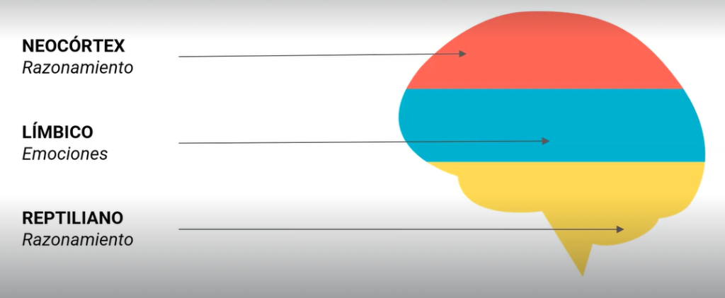 El cerebro y las ventas: cómo funcionan 3 El cerebro y las ventas: Cómo funcionan