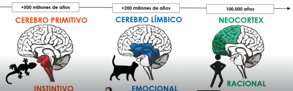 Evolución del cerebro e impacto en el comportamiento 1 Evolución del cerebro e impacto en el comportamiento