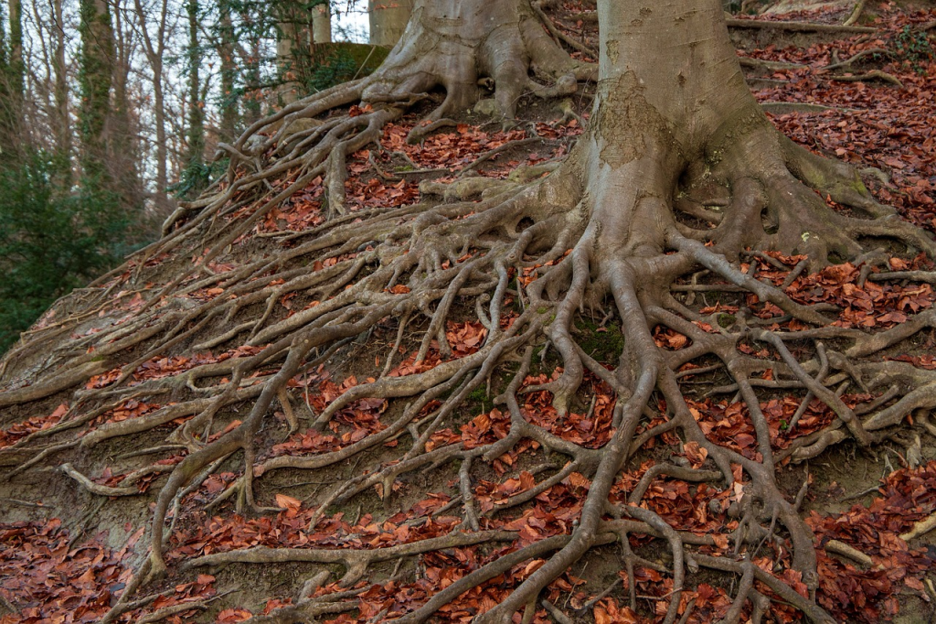 ¿Qué es una RootView? 1 rootview