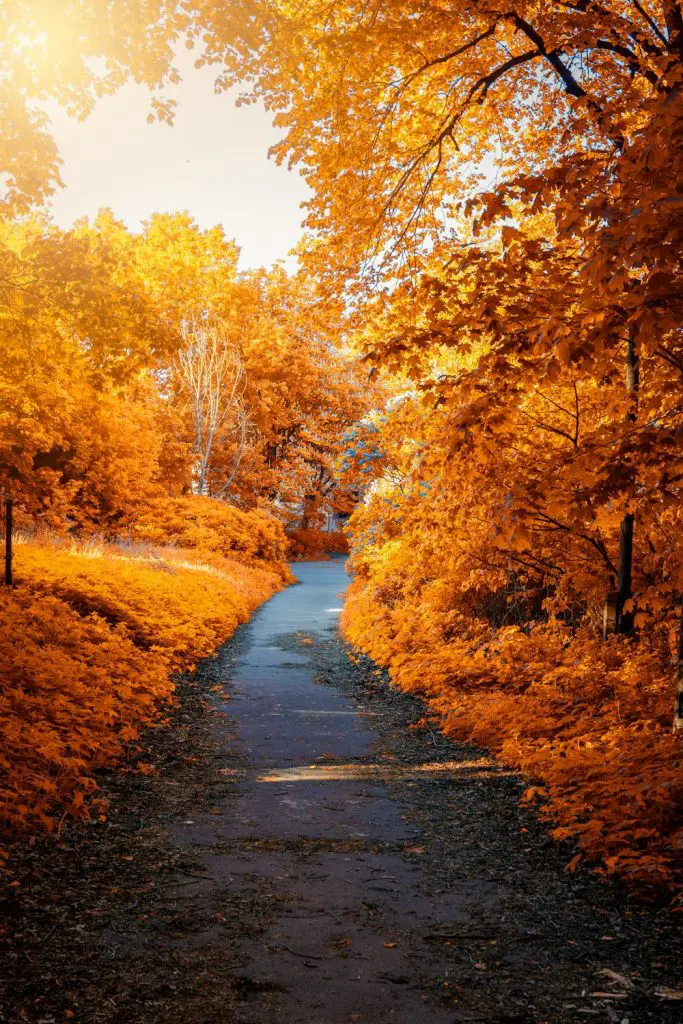 Colores cálidos y fríos: ¿qué significan y cómo usarlos? 1 colores cálidos y fríos: otoño