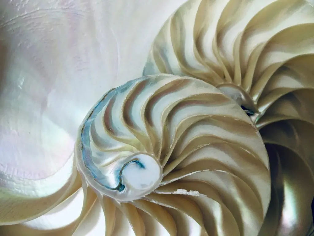 ¿Qué es la sucesión de Fibonacci? 1 sucesión de fibonacci