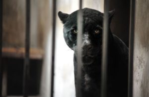 black-panther-in-beijing-zoo-pic-rex_Java es malo