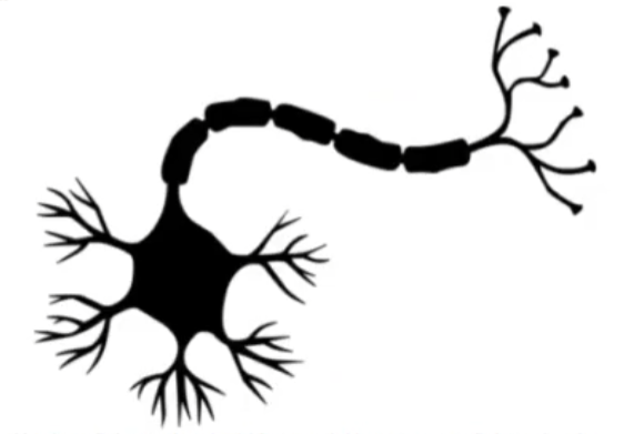 El perceptrón y el origen de las redes neuronales 2